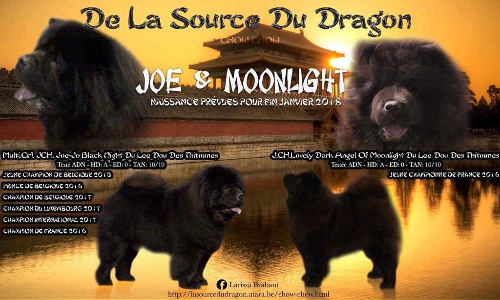 La source du dragon - Chow Chow - Portée née le 29/01/2018