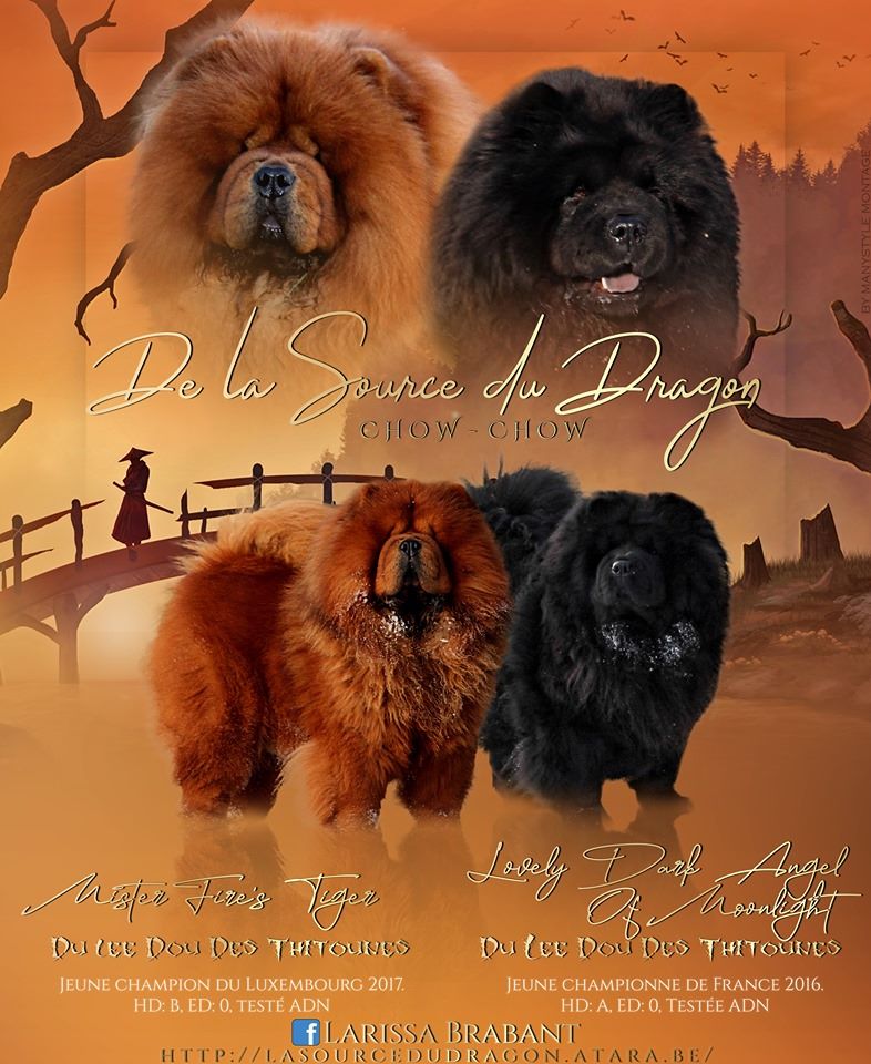 La source du dragon - Chow Chow - Portée née le 01/05/2020