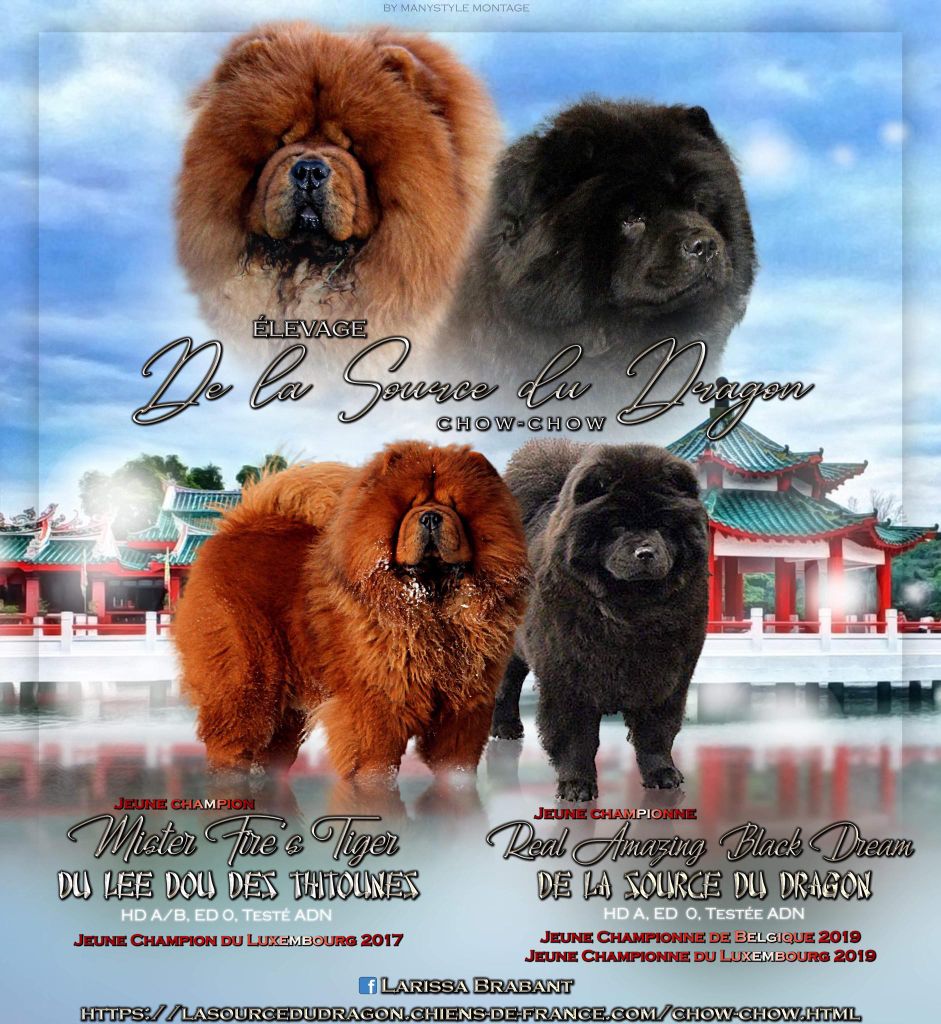 La source du dragon - Chow Chow - Portée née le 22/05/2022