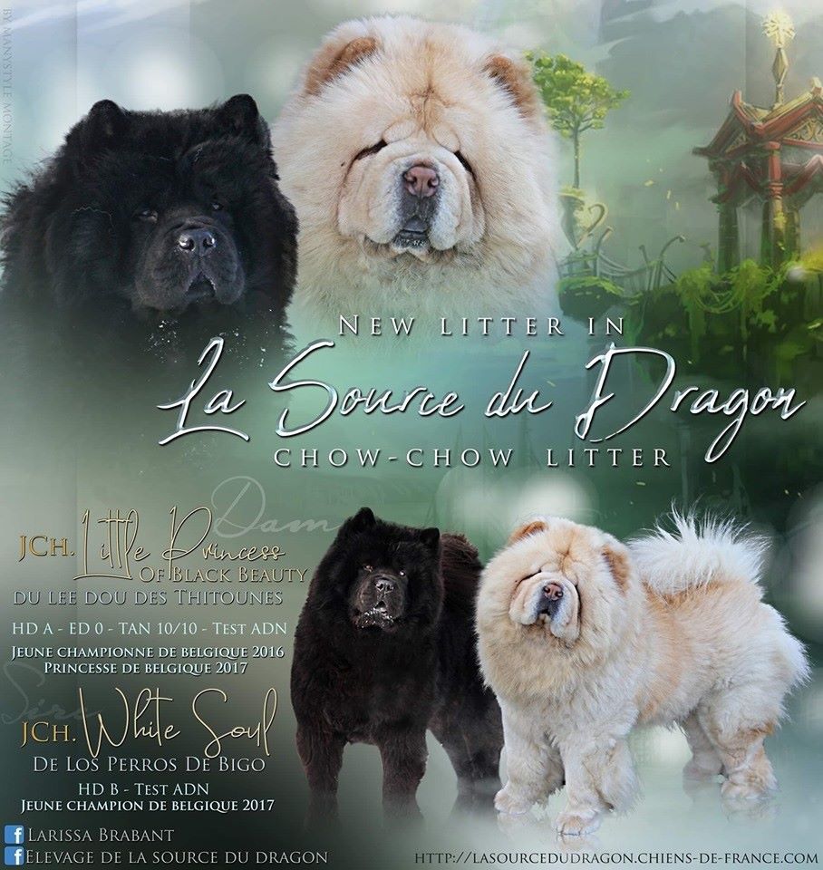 La source du dragon - Chow Chow - Portée née le 29/05/2019
