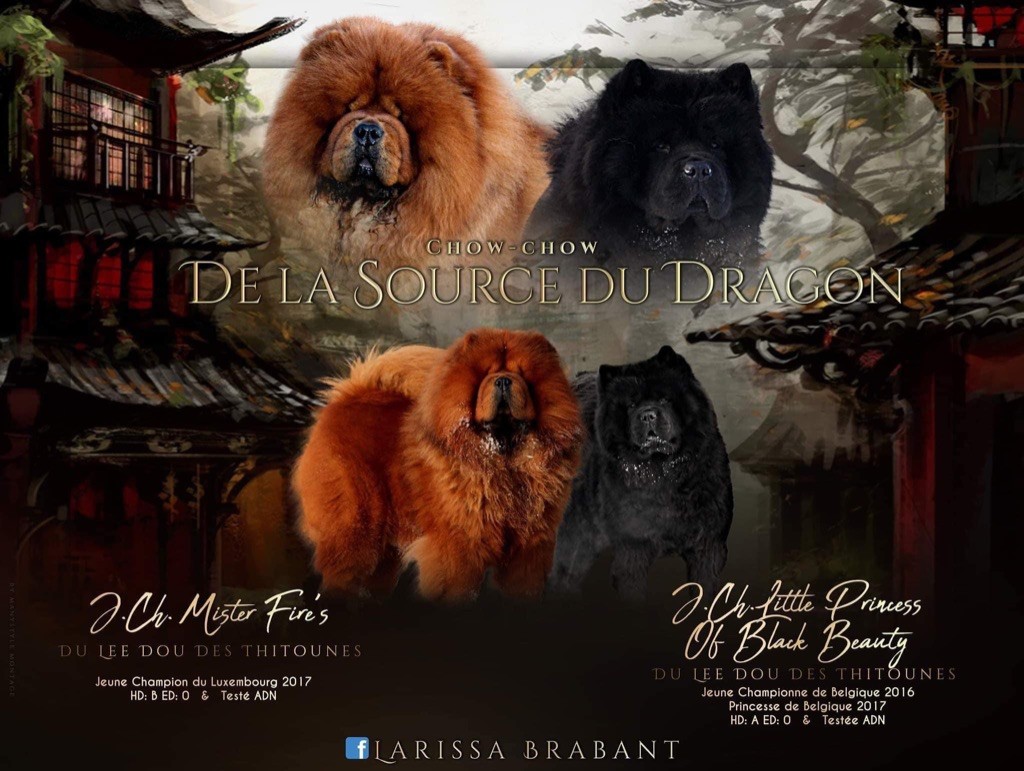 Chiot Chow Chow La source du dragon