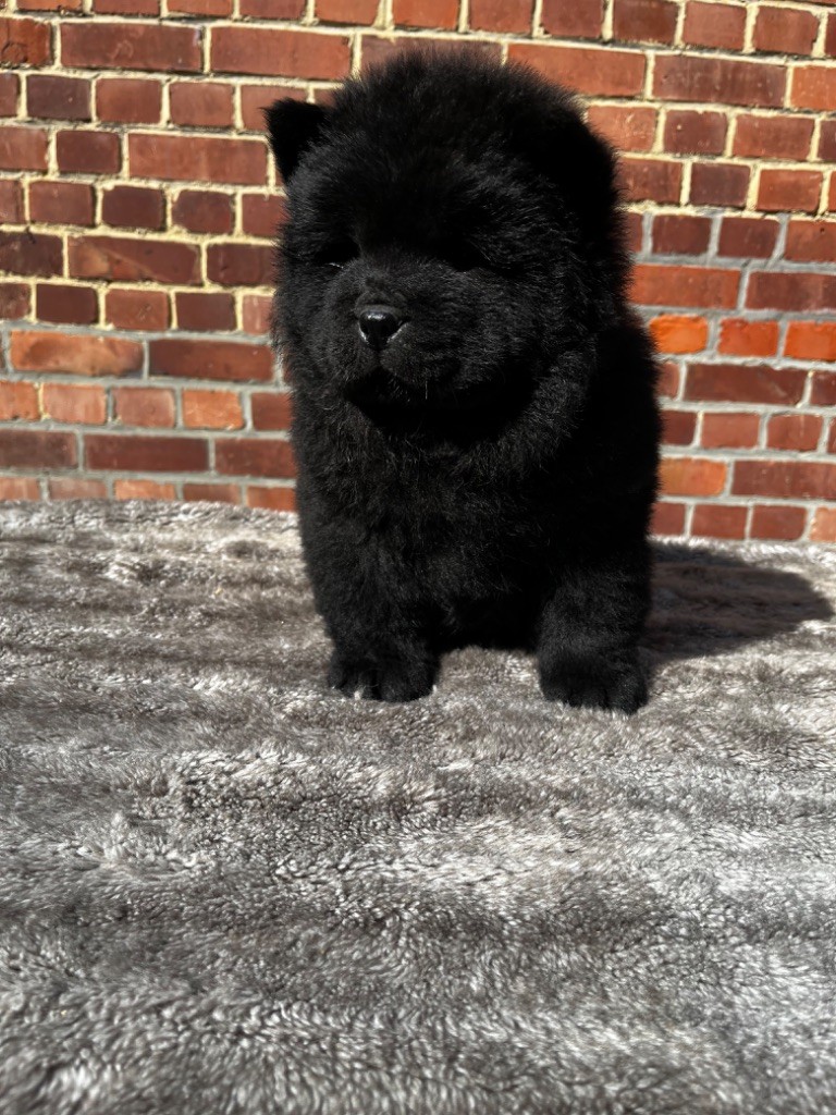 La source du dragon - Chiots disponibles - Chow Chow