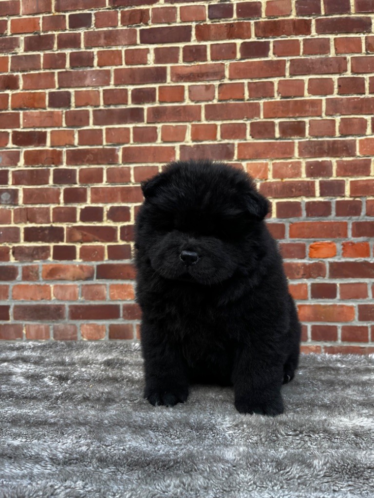 La source du dragon - Chiots disponibles - Chow Chow