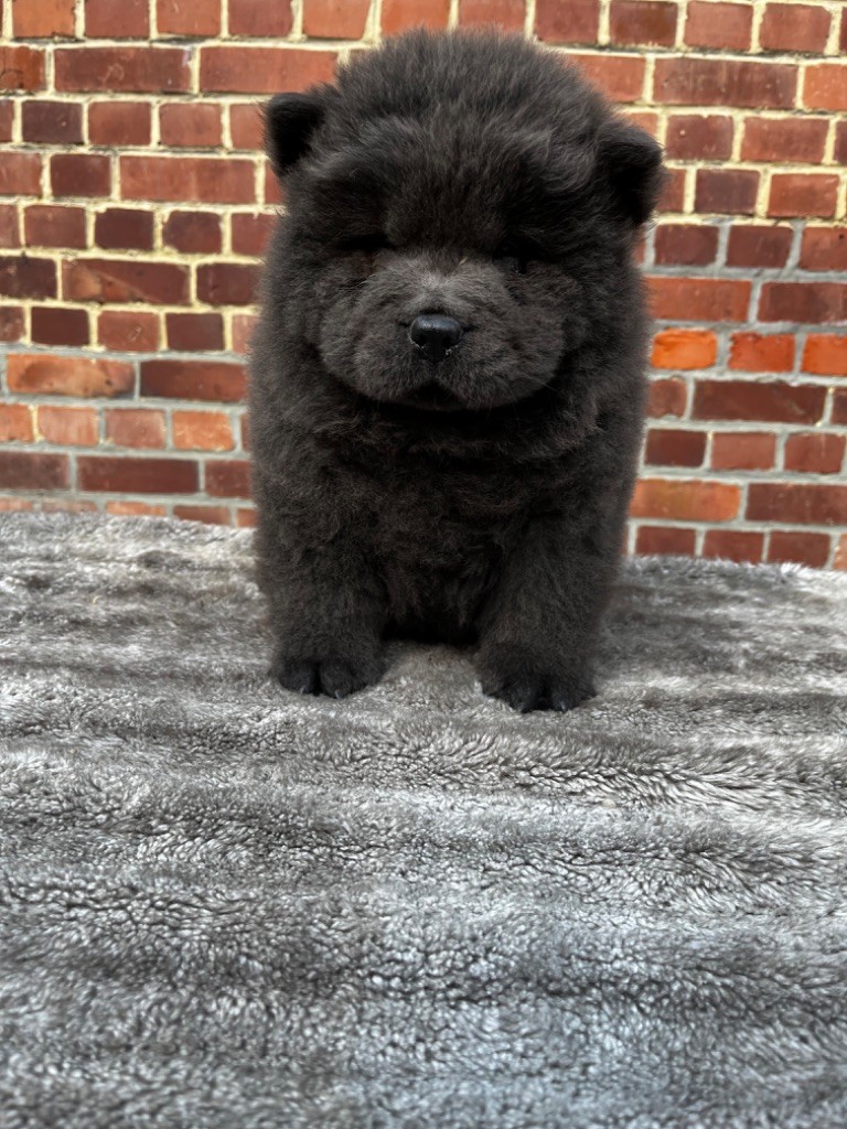 La source du dragon - Chiots disponibles - Chow Chow